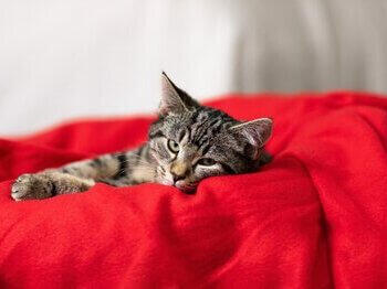 Cat laying on blankets