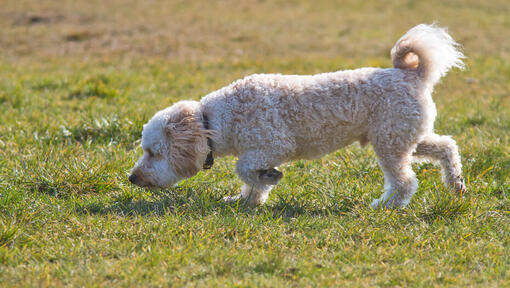 curly haired dog sniffing the grass