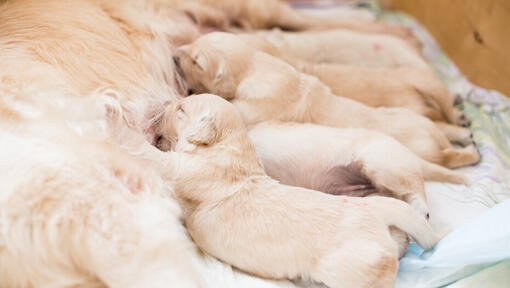 weaning puppies