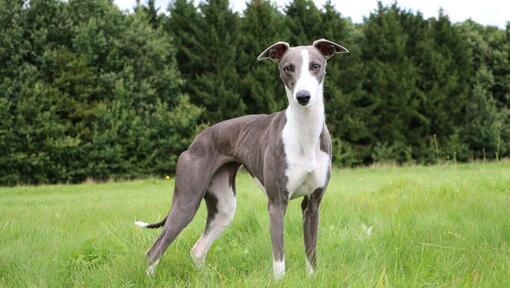 Whippet greyhound best sale