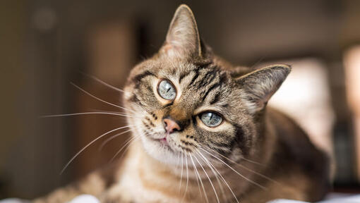 brown cat with long whiskers looking at the camera