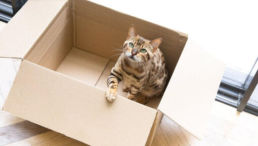 Bengal cat sitting in a cardboard box.