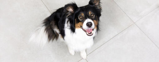 Black, white and brown dog sitting on the floor looking up.