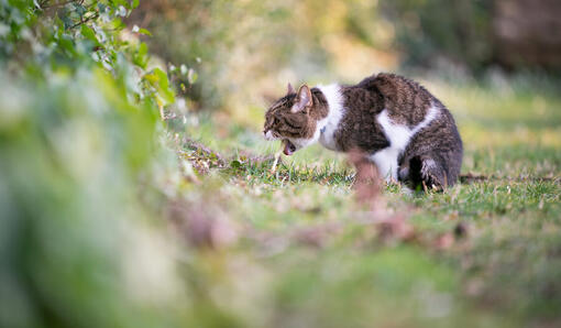 cat overeating then vomiting