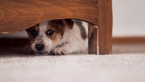 Little puppy hiding under furniture