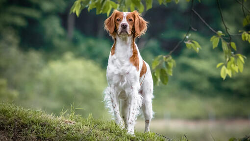 Long haired sale brittany spaniel