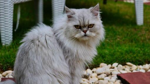 Chinchilla discount cat temperament