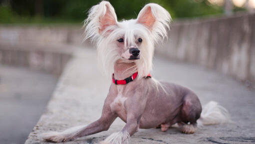 Chinese crested dog sitting outdoor
