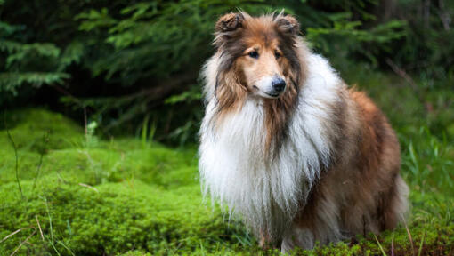 Collie standing in the forest