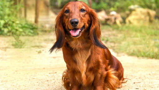 Long-haired dachshund smiling at the camera.