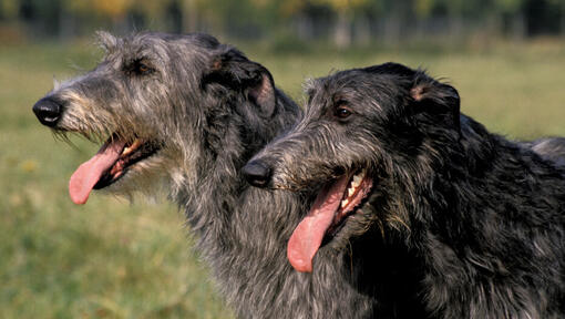 Deerhound Dog Breed Information Purina