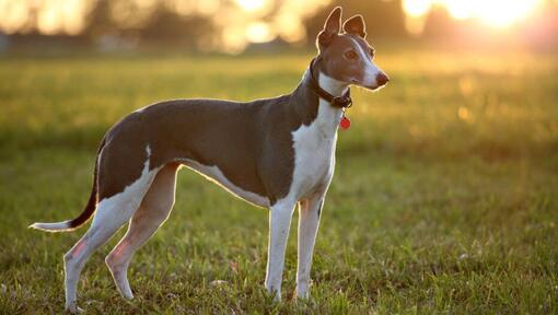 Italian greyhound sensitive store stomach