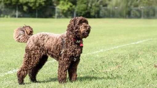 Labradoodle fashion tail types