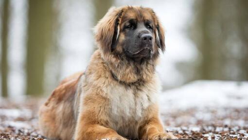 Leonberger st hot sale bernard mix