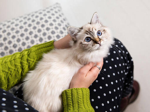 ragdoll purina