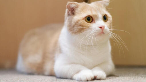 Munchkin Cat Breed Information | Purina