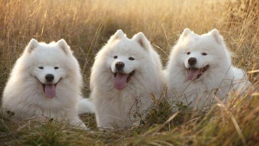 Three Samoyed dogs lying in the field