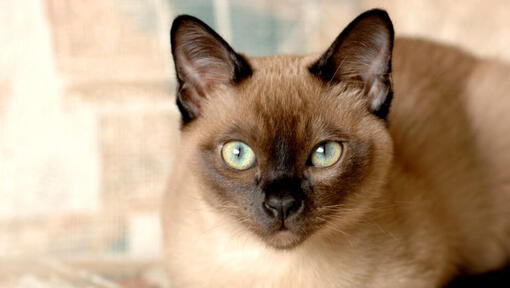 Tonkinese cat is getting ready for jump
