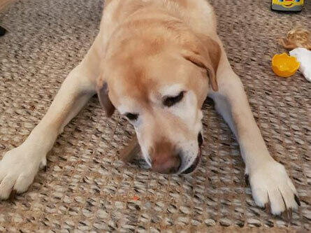 Dentalife Dog brand hub review 1 Dog eating Dentalife stick