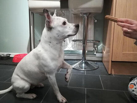 Dentalife Dog brand hub review 2 Dog sitting waiting for Dentalife stick to be given