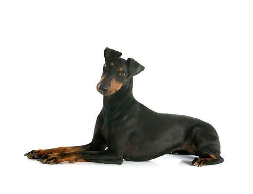 can a manchester terrier guard a home