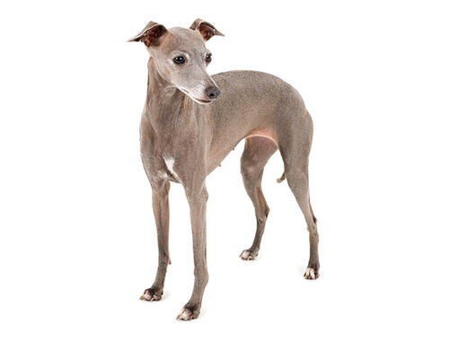 small greyhound looking dog