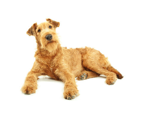 pedigree irish terrier puppies sale