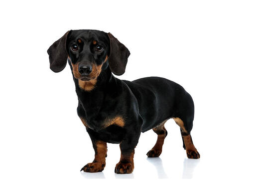 dachshund toy breed