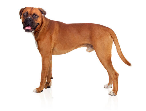 large boxer dog