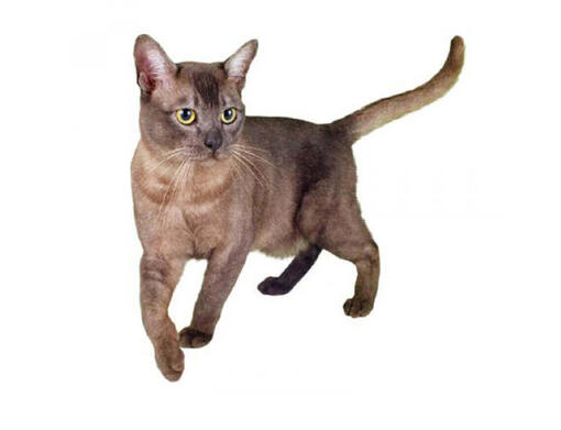 Havana Cat & Kitten Breed and Adoption Info