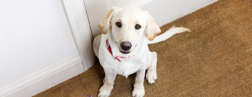 labrador puppy looking sad at door