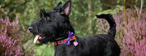 Black dog standing in the yard