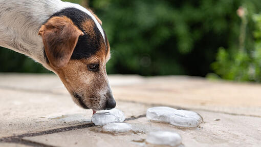 Giving ice cream to dogs hotsell