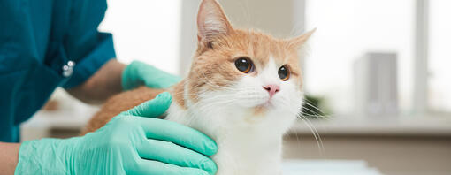 Cat on the vet's table