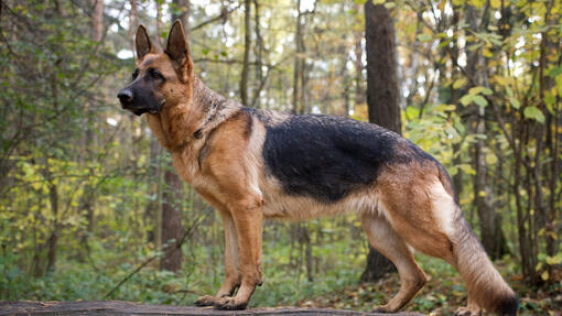 German Shepherd Dog in the forest