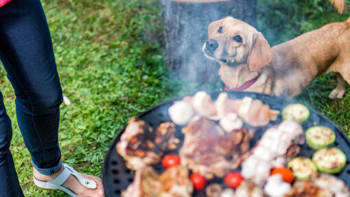 Dogs eat pork sales chops