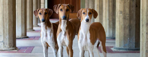 Three dog's standing