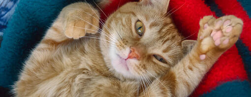 Cat on the blanket