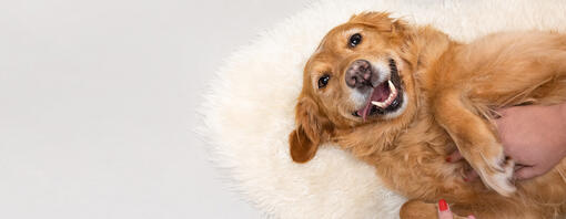 snuggling a senior golden retriever on the carpet