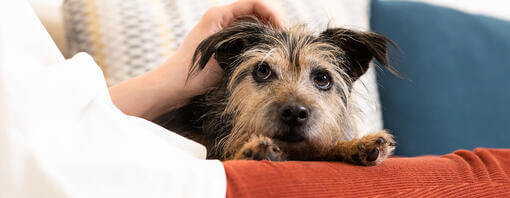 senior dog being petted on sofa