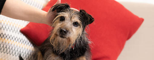 senior dog being petted on sofa