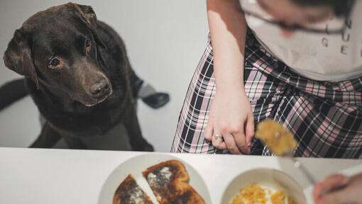 Dark brown dog is looking at food