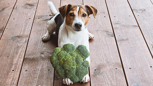 Brown and white dog is eating broccoli