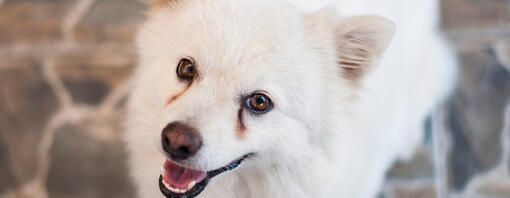 White dog with weepy eyes