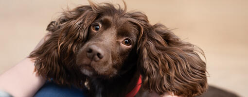 Chocolate brown dog looking at their owner.