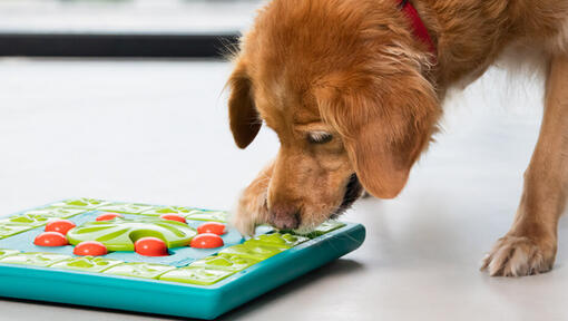 Stimulating Toys for Older Dogs Purina