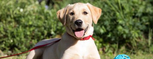 labrador laying in the grass on lead