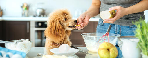 Fluffy dog eating from owner's hand