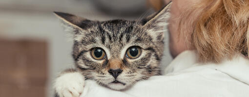 Tabby Kitten Being Held