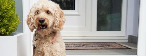 Common Cockapoo Health Problems